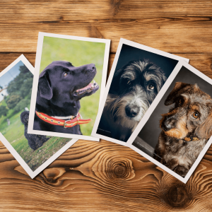 Fotografias impresas Dibujo tu Mascota