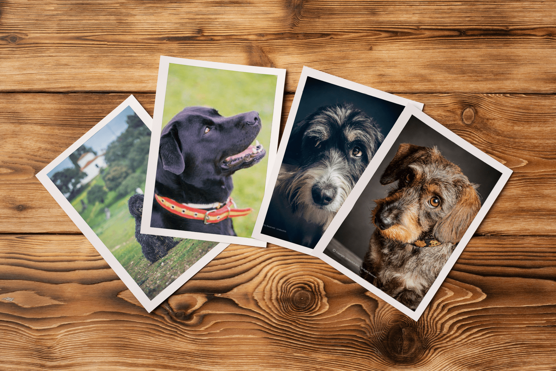 Fotografias impresas Dibujo tu Mascota